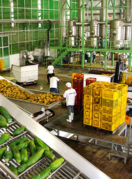 Southern Philippine Plant